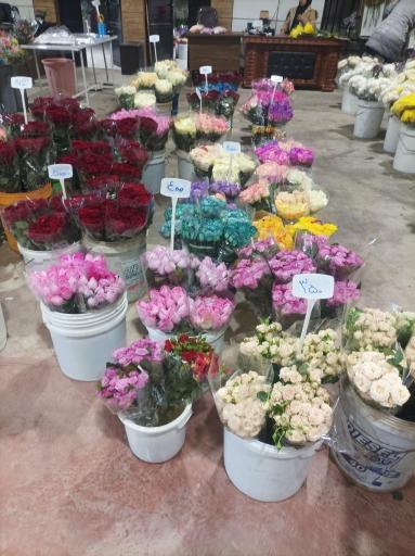 عکس باغ ارغوان