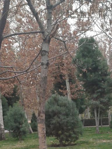 عکس بوستان شهید رسول عالی