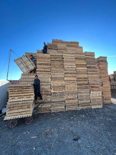 عکس شاهان پالت