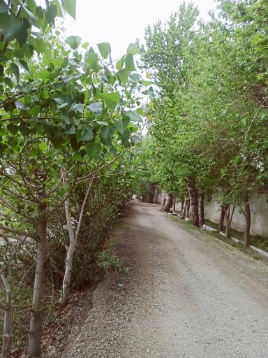 عکس زرنان