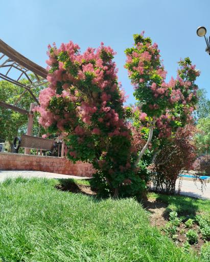 عکس پارک قائم مقام