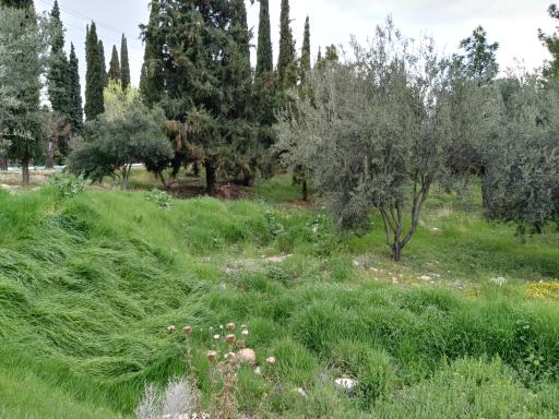 عکس دانشگاه شیراز