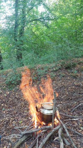 عکس جنگل اروست