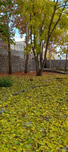 عکس پارک موسیقی سپیدار