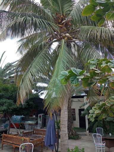 عکس اقامتگاه و کافی شاپ باغ طاها 