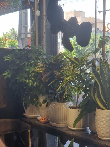 عکس کافه رضا