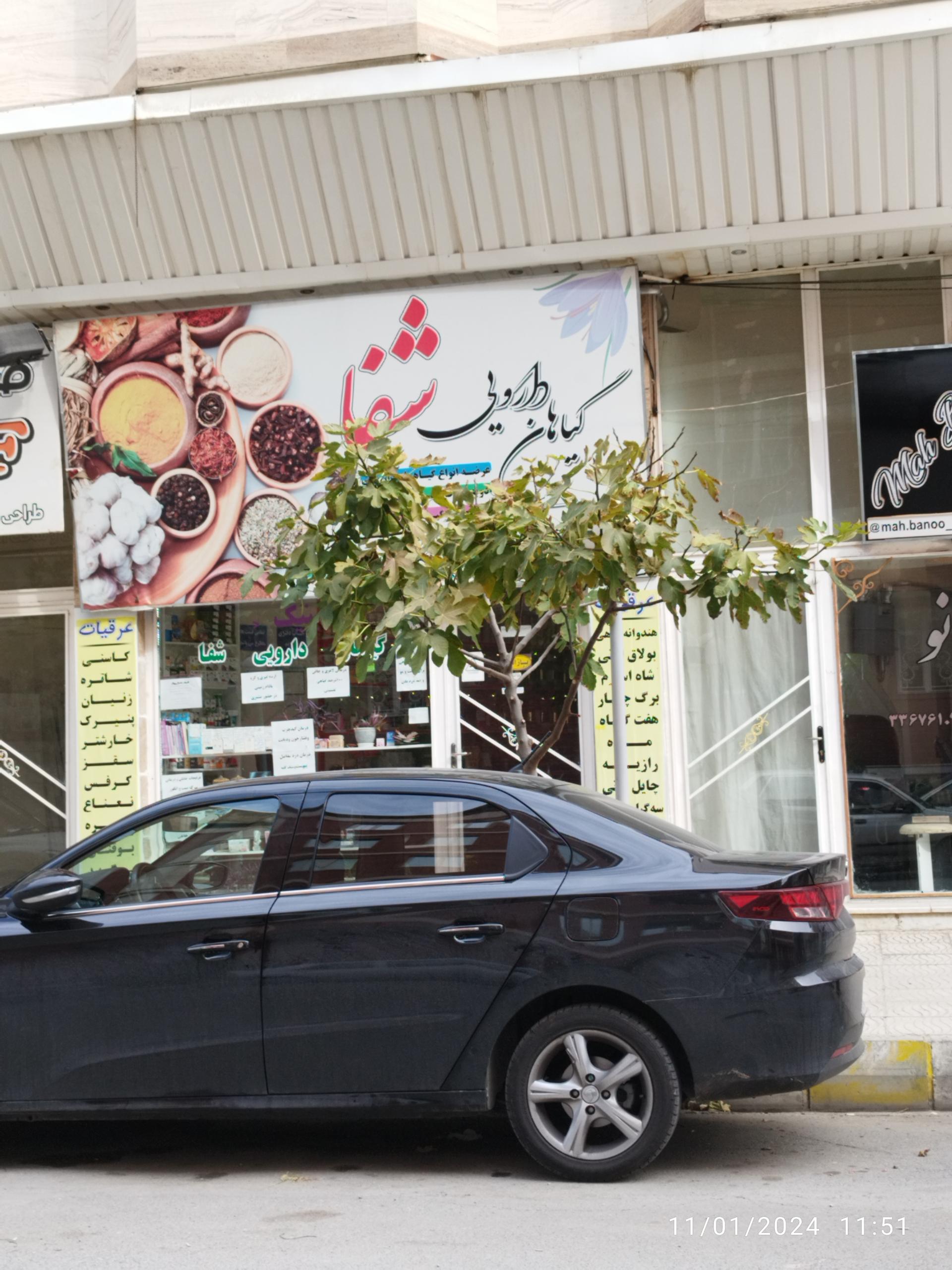 عکس گیاهان دارویی شفا