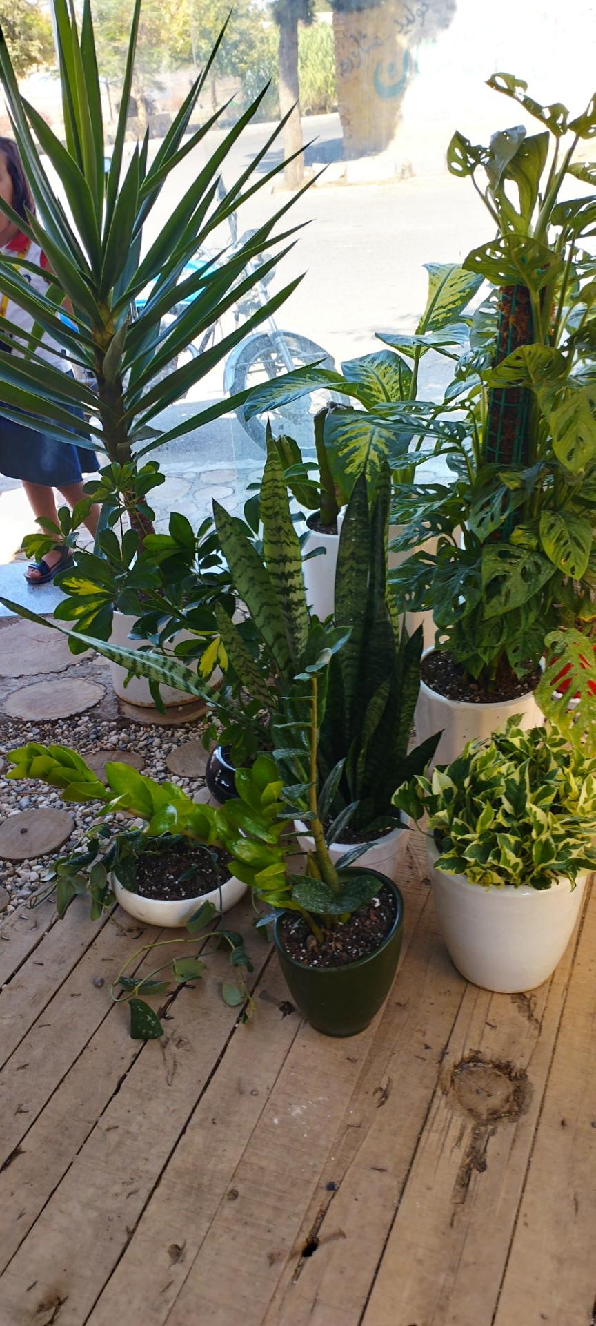 عکس گل وگیاه بیانی