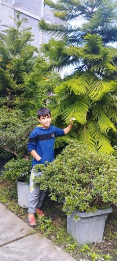 عکس گل وگیاه بیانی