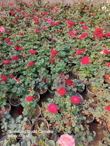 عکس تولید گل و گیاه مقدم