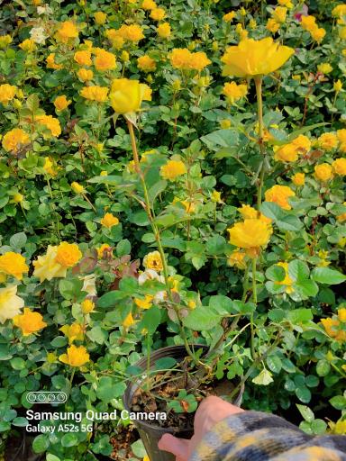 عکس تولید گل و گیاه مقدم