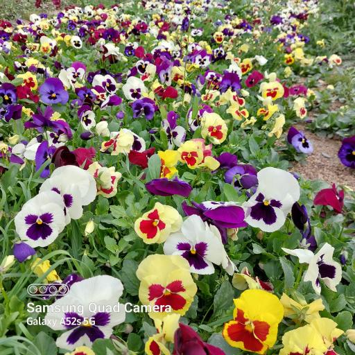 عکس تولید گل و گیاه مقدم