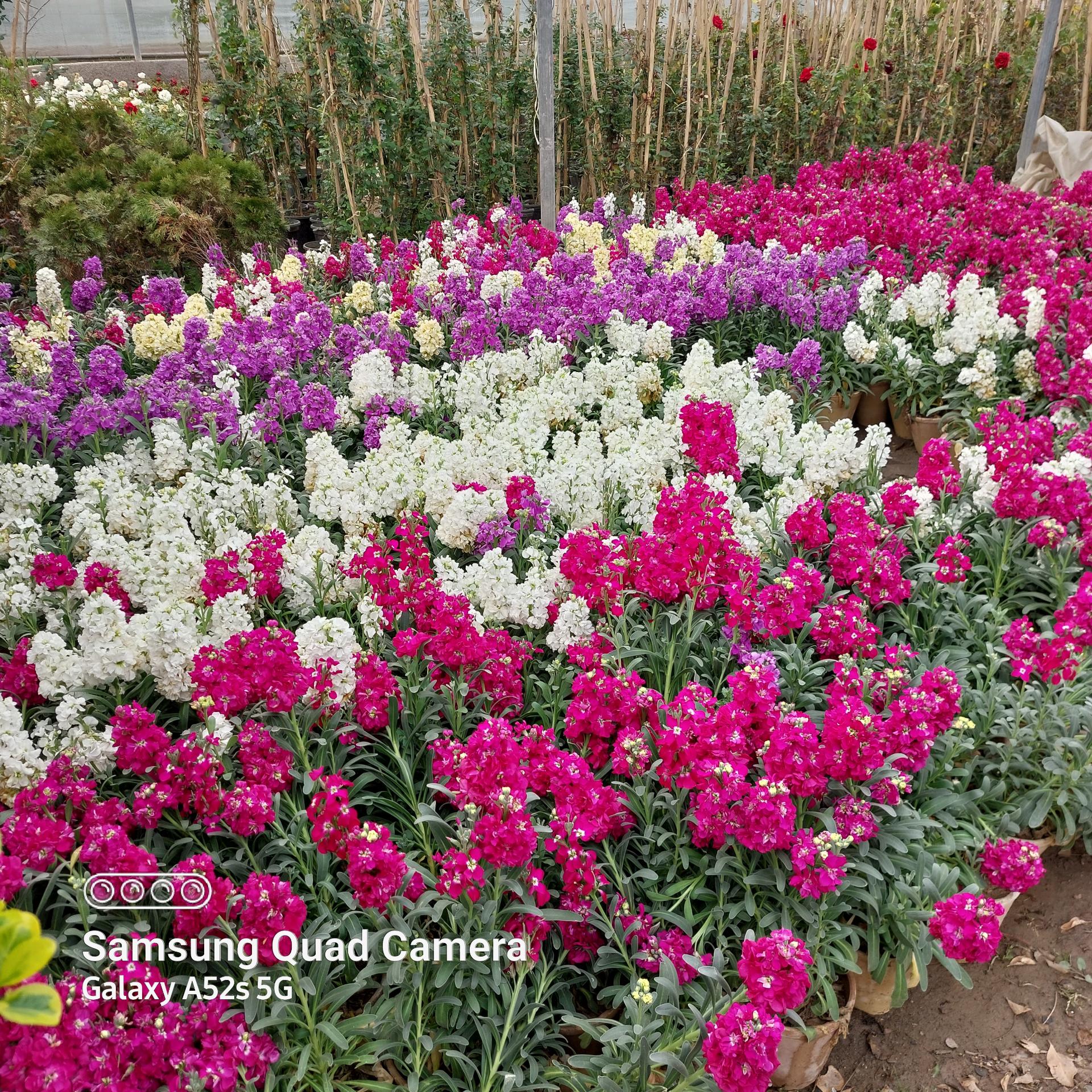 عکس تولید گل و گیاه مقدم