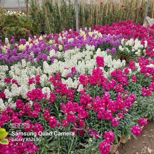 عکس تولید گل و گیاه مقدم