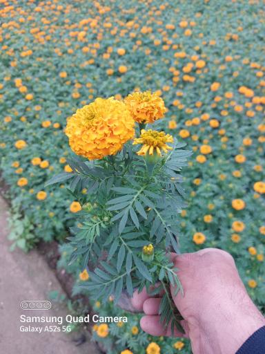 عکس تولید گل و گیاه مقدم