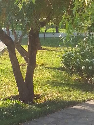 عکس پارک ذاکر