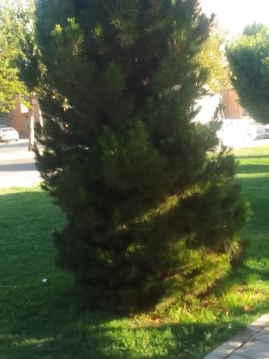 عکس پارک ذاکر