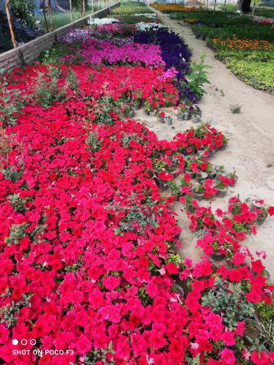 عکس تولید گل و گیاه مقدم