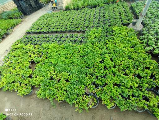 عکس تولید گل و گیاه مقدم