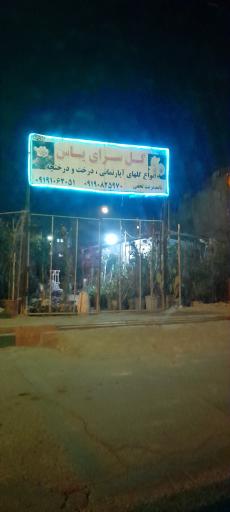 گل سرای یاس