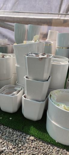 عکس گلسرای گل گلی 