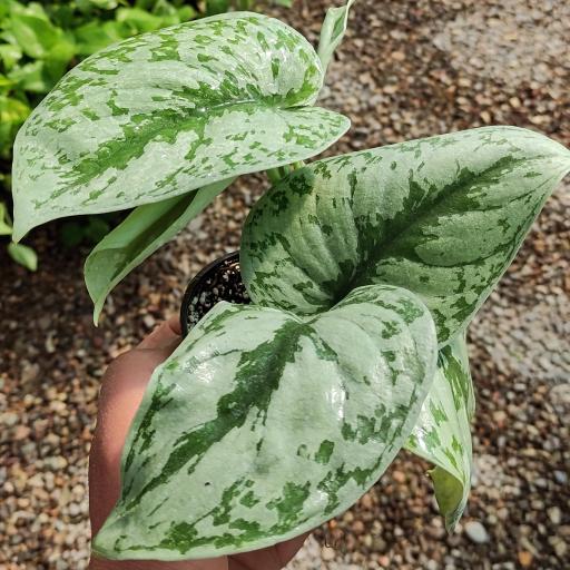 عکس گلسرای گل گلی 