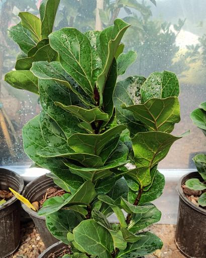 عکس گلسرای گل گلی 