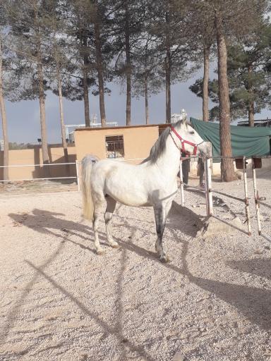 عکس پرورش اسب سلاطین برخوار 