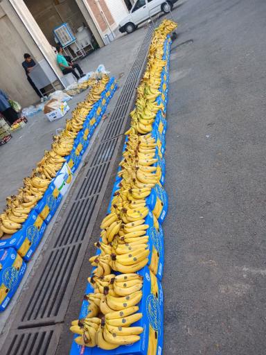 عکس حق العمل کاری حامد اسدیان ایلار