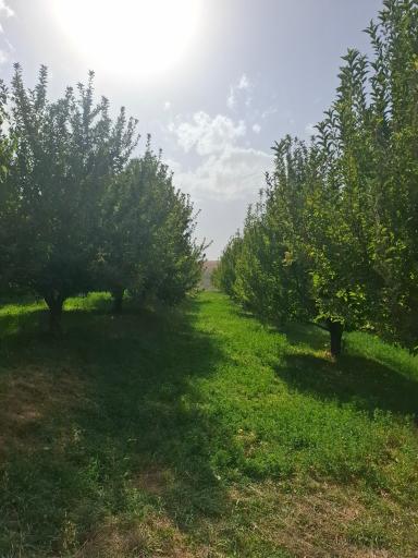 عکس قوزلوجه