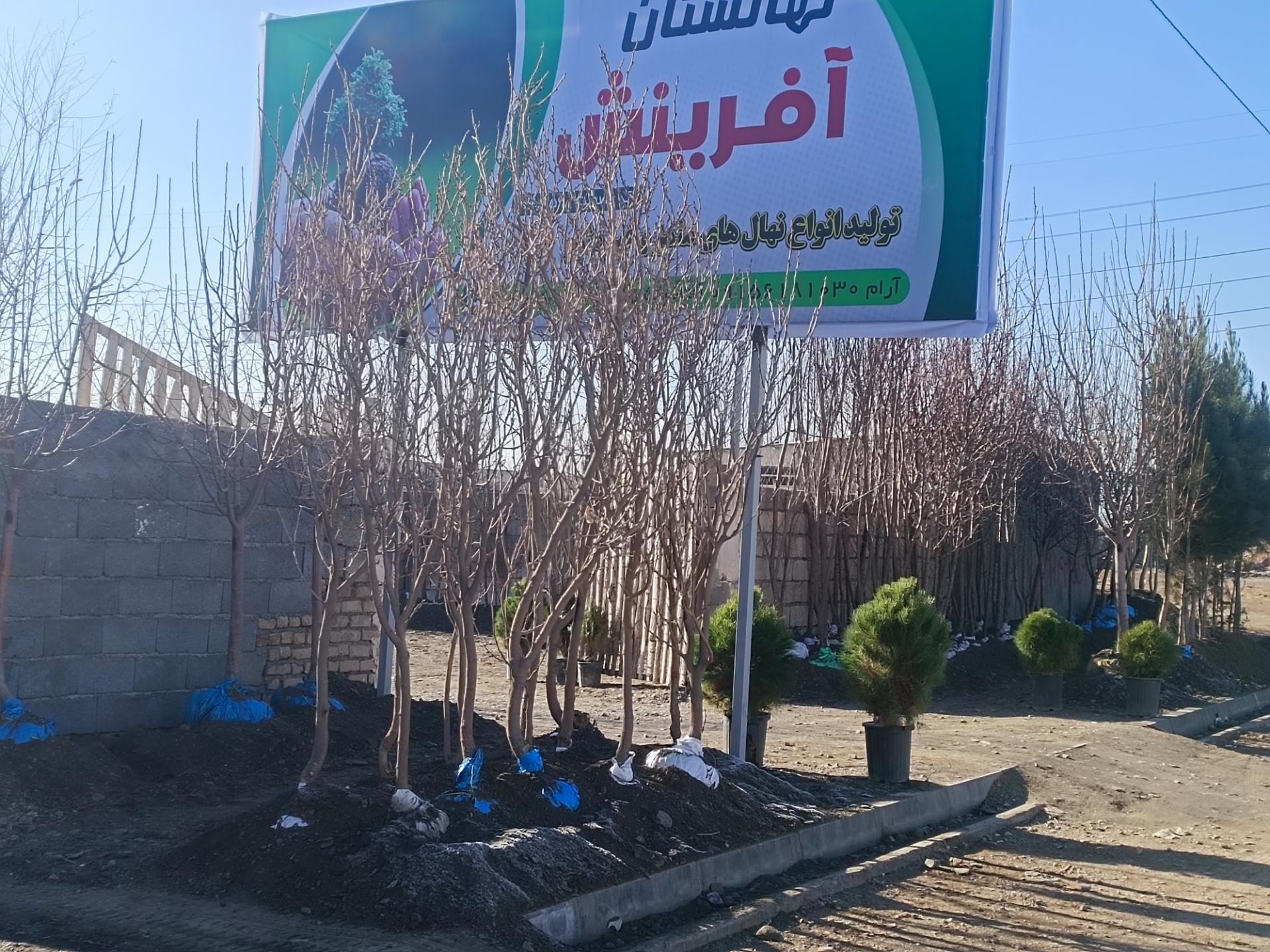 عکس نهالستان آفرینش 