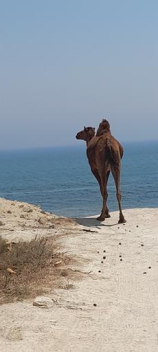 عکس ساحل خانوادگی رمچاه