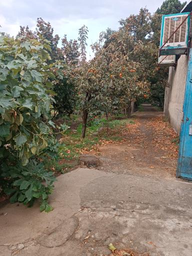 عکس گاوداری