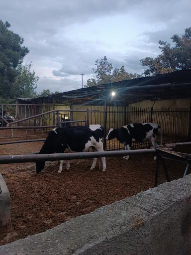 عکس گاوداری