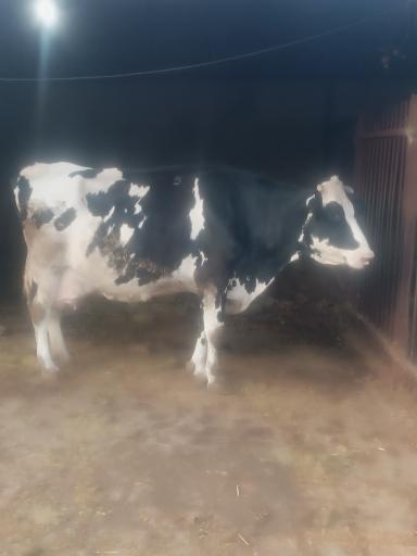 عکس گاوداری