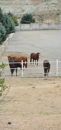 عکس سوارکاری مهراسب (معینی )