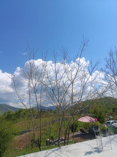 عکس بهمنان