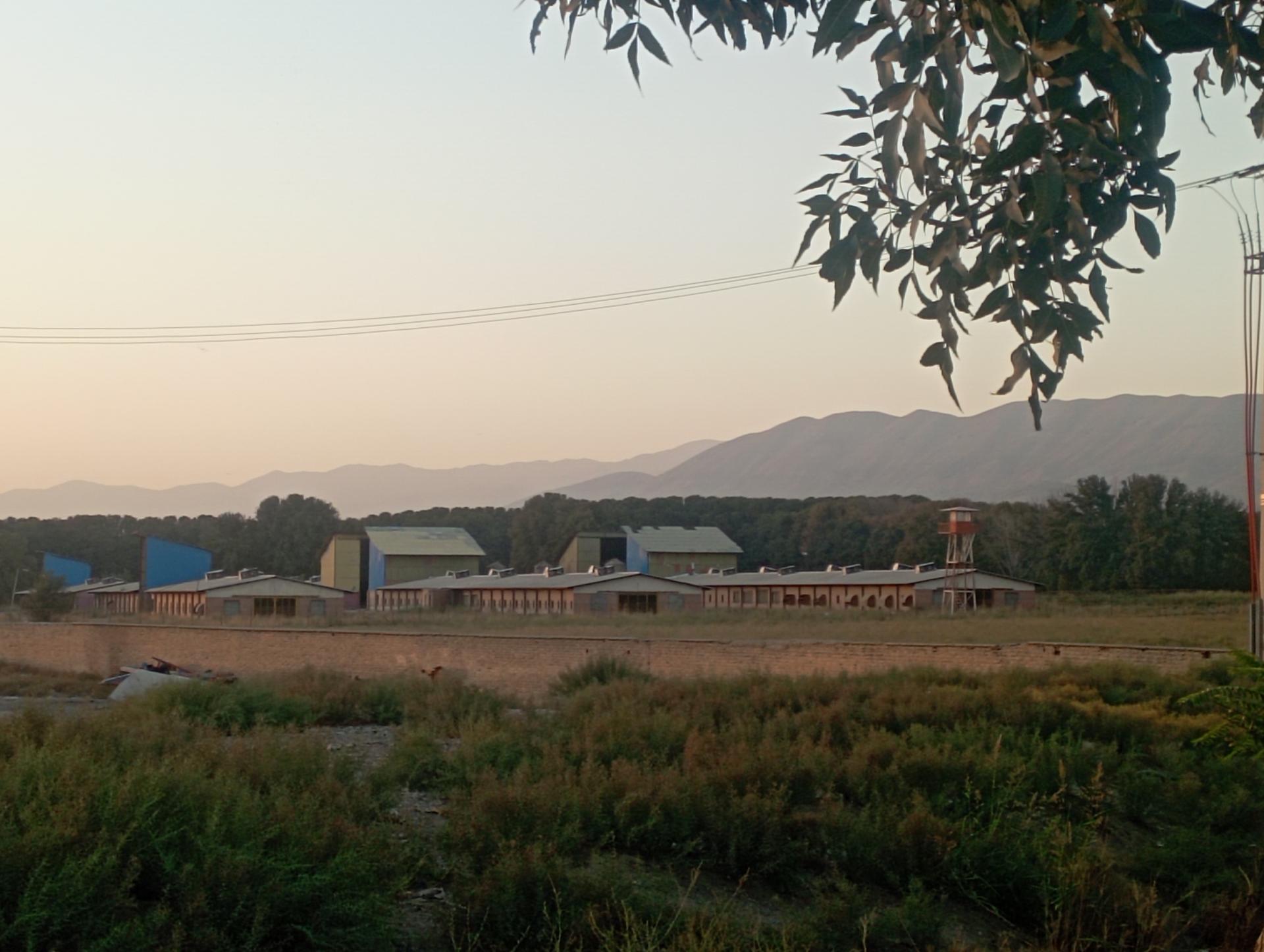 عکس مرغک فارم 