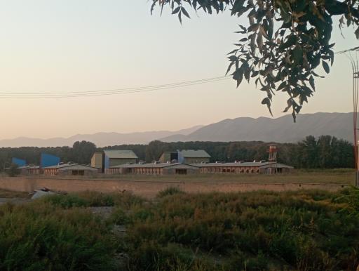 عکس مرغک فارم 