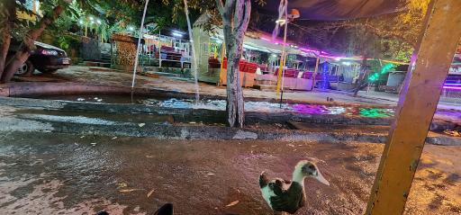 عکس رستوران باغ گیلاس