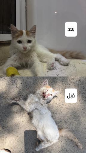 عکس کلینیک دامپزشکی و پت شاپ بل