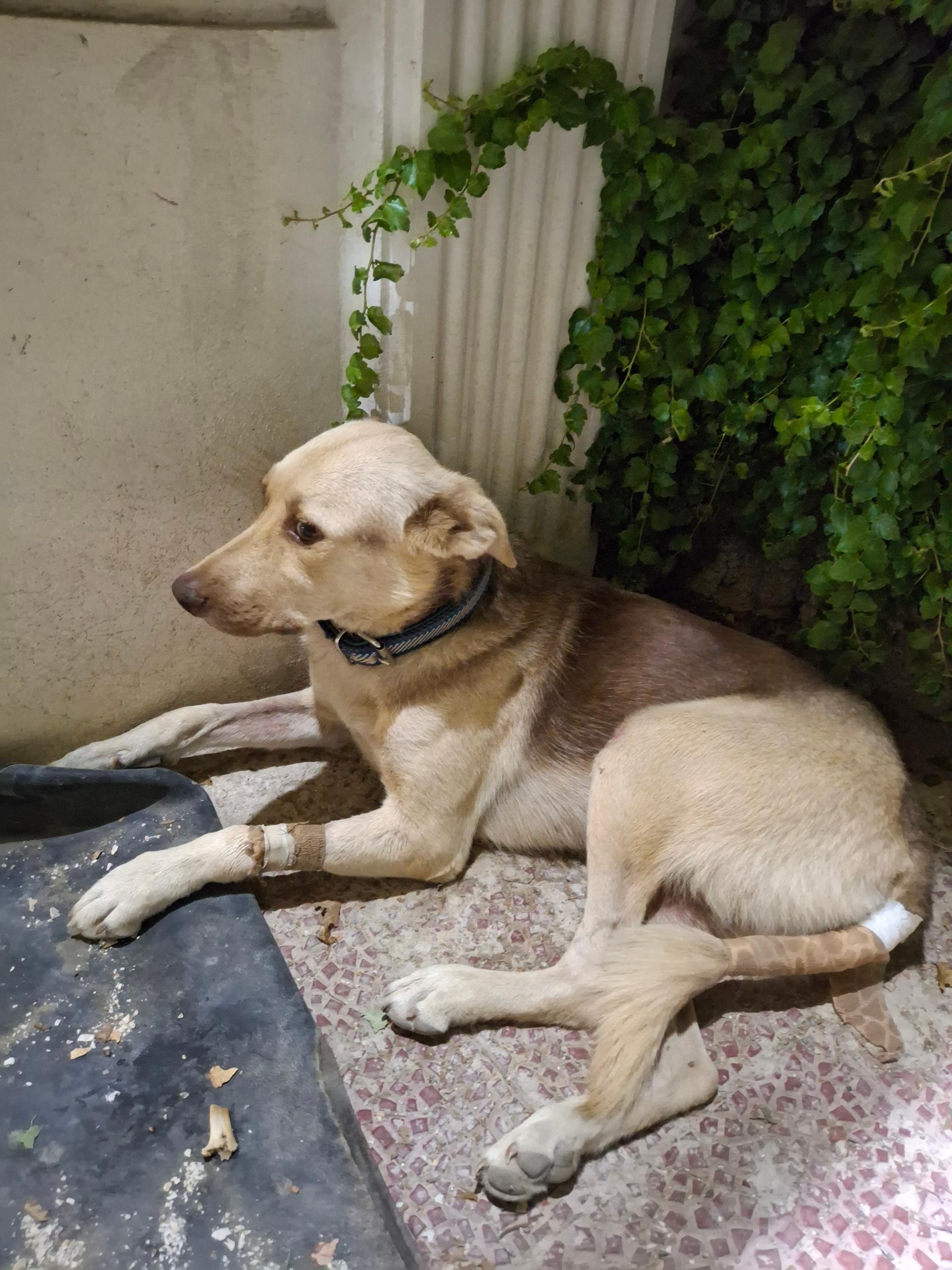 عکس کلینیک دامپزشکی و پت شاپ بل