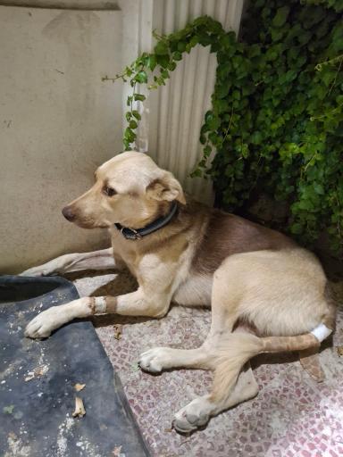 عکس کلینیک دامپزشکی و پت شاپ بل