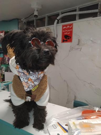 عکس کلینیک دامپزشکی و پت شاپ بل