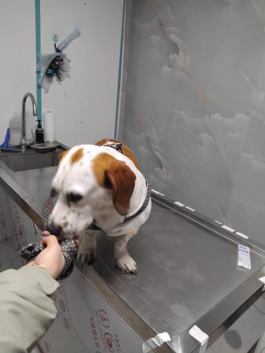 عکس کلینیک دامپزشکی و پت شاپ بل