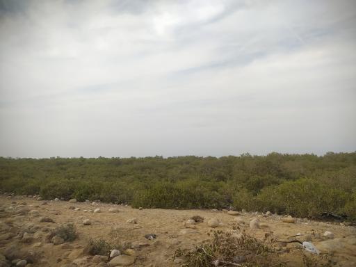 عکس بوستان هلر