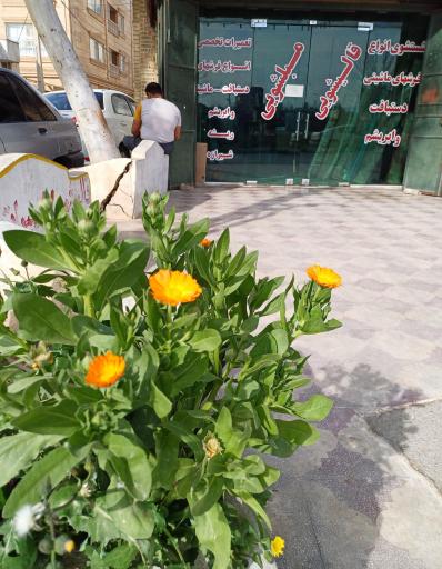 عکس قالیشویی حافظ شیراز