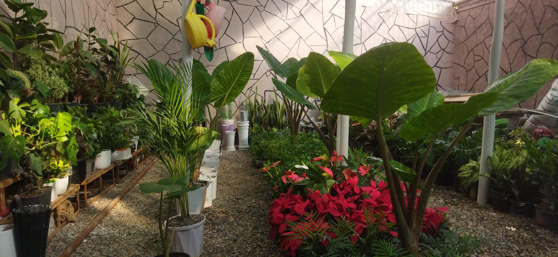 عکس گلخانه ارکیده