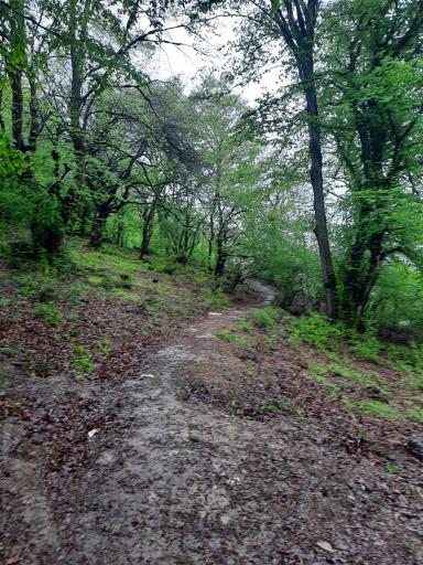 عکس اقامتگاه جنگلی آزادمهر (نسوم)