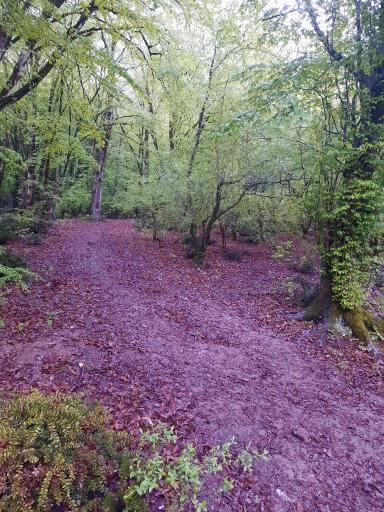 عکس اقامتگاه جنگلی آزادمهر (نسوم)